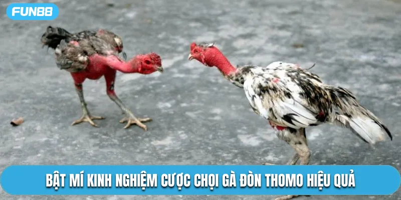 Bật mí kinh nghiệm cược chọi gà đòn Thomo hiệu quả