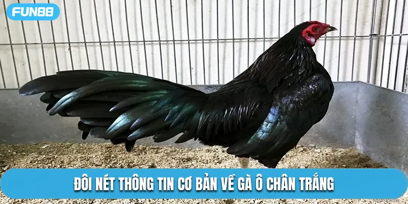Đôi nét thông tin cơ bản về gà ô chân trắng