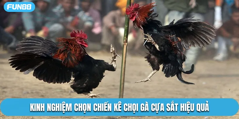 Kinh nghiệm chọn chiến kê chọi gà cựa sắt hiệu quả