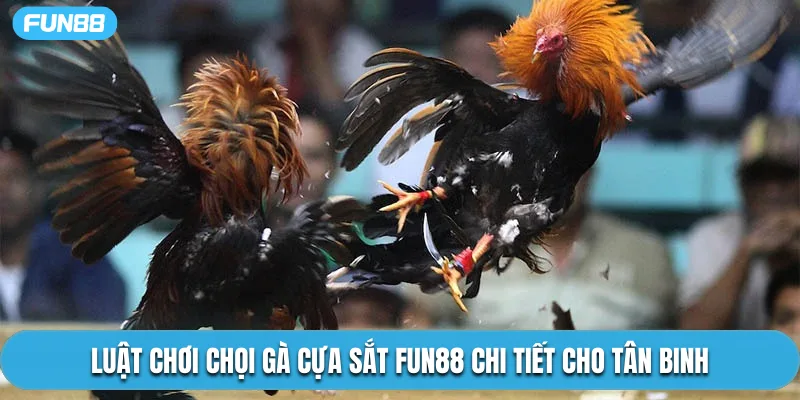 Luật chơi chọi gà cựa sắt Fun88 chi tiết cho tân binh