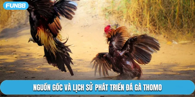 Nguồn gốc và lịch sử phát triển đá gà Thomo
